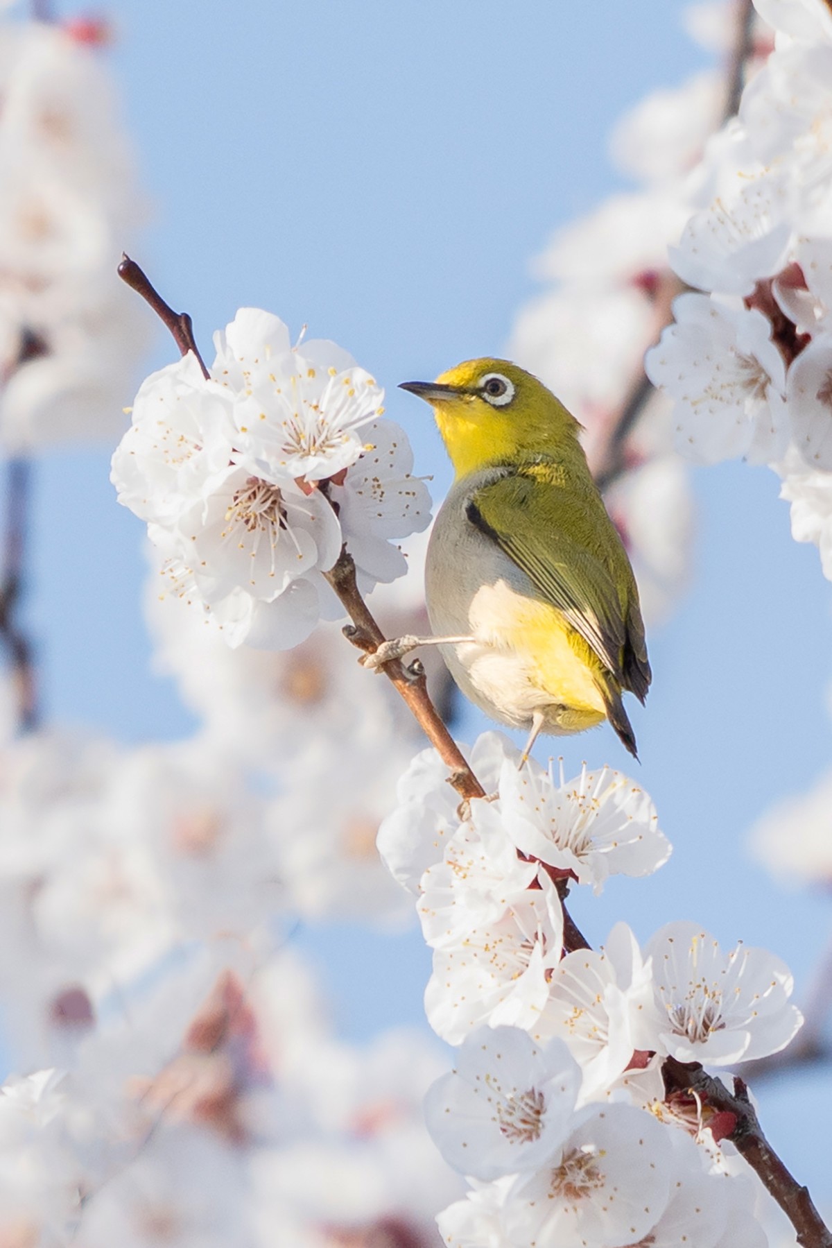 杏花丛中拍绣眼鸟