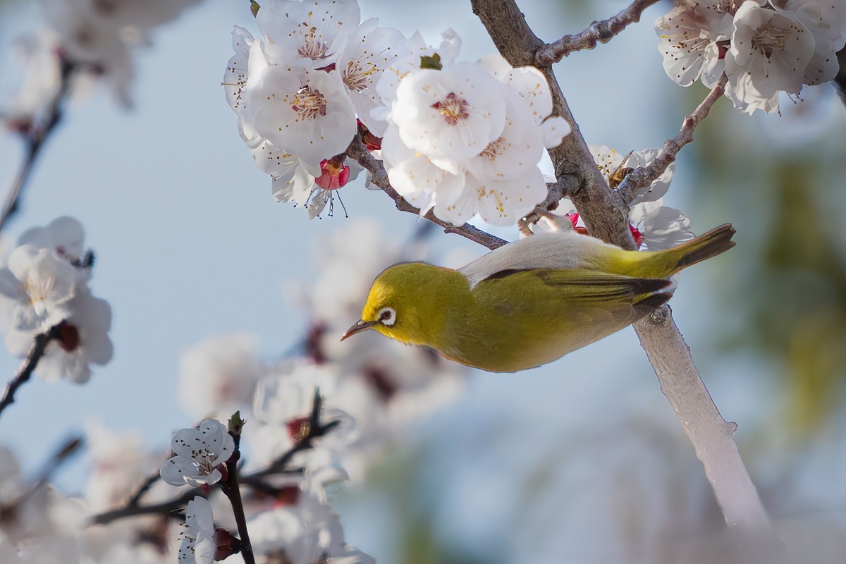 杏花丛中拍绣眼鸟