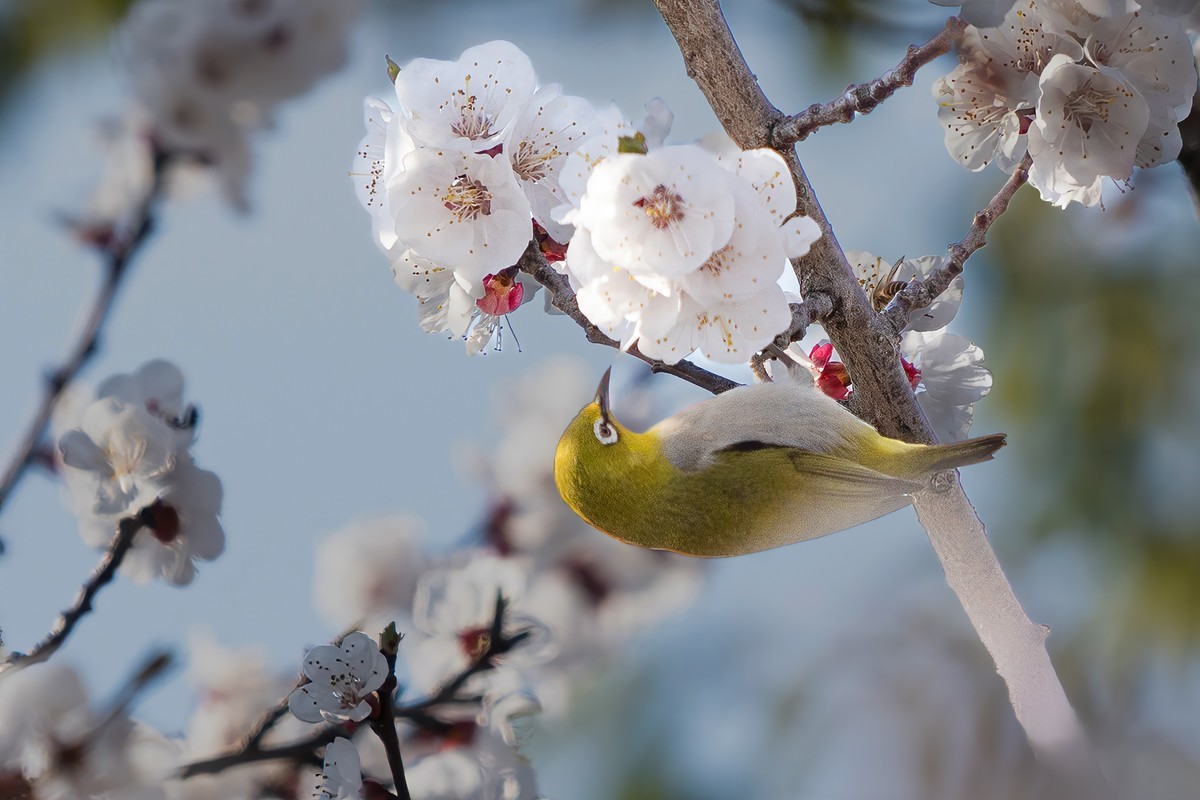 杏花丛中拍绣眼鸟
