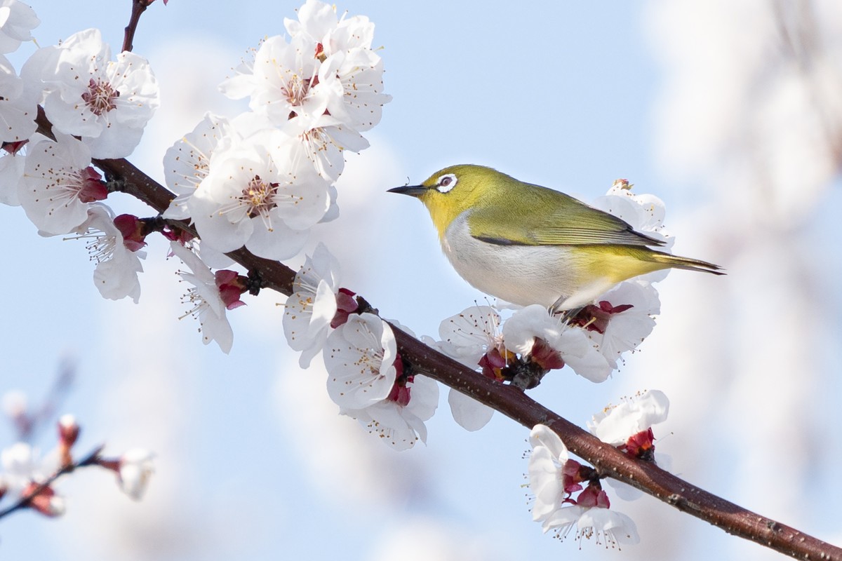 杏花丛中拍绣眼鸟