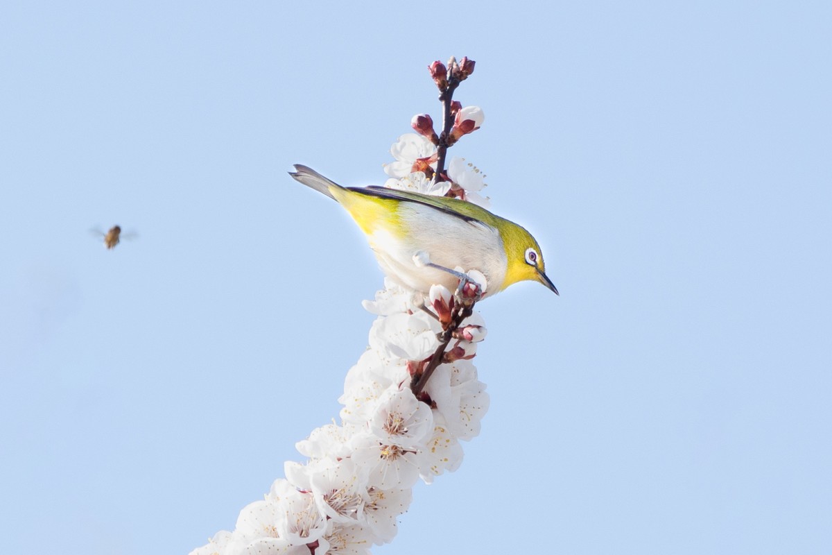 杏花丛中拍绣眼鸟