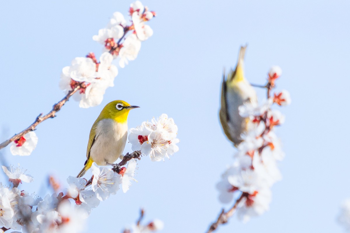 杏花丛中拍绣眼鸟