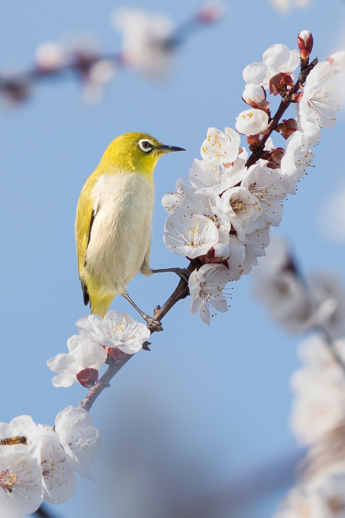 杏花丛中拍绣眼鸟