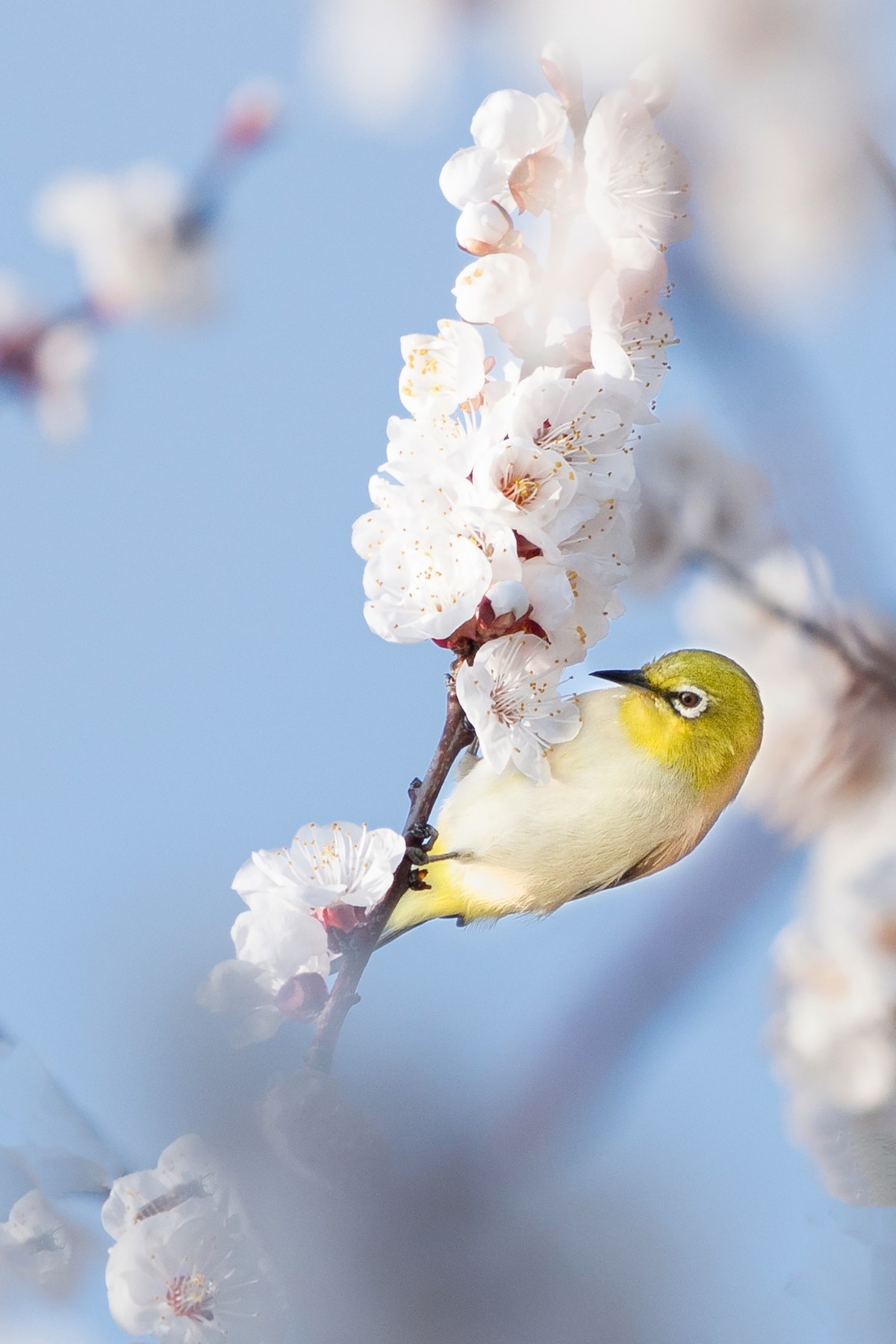 杏花丛中拍绣眼鸟