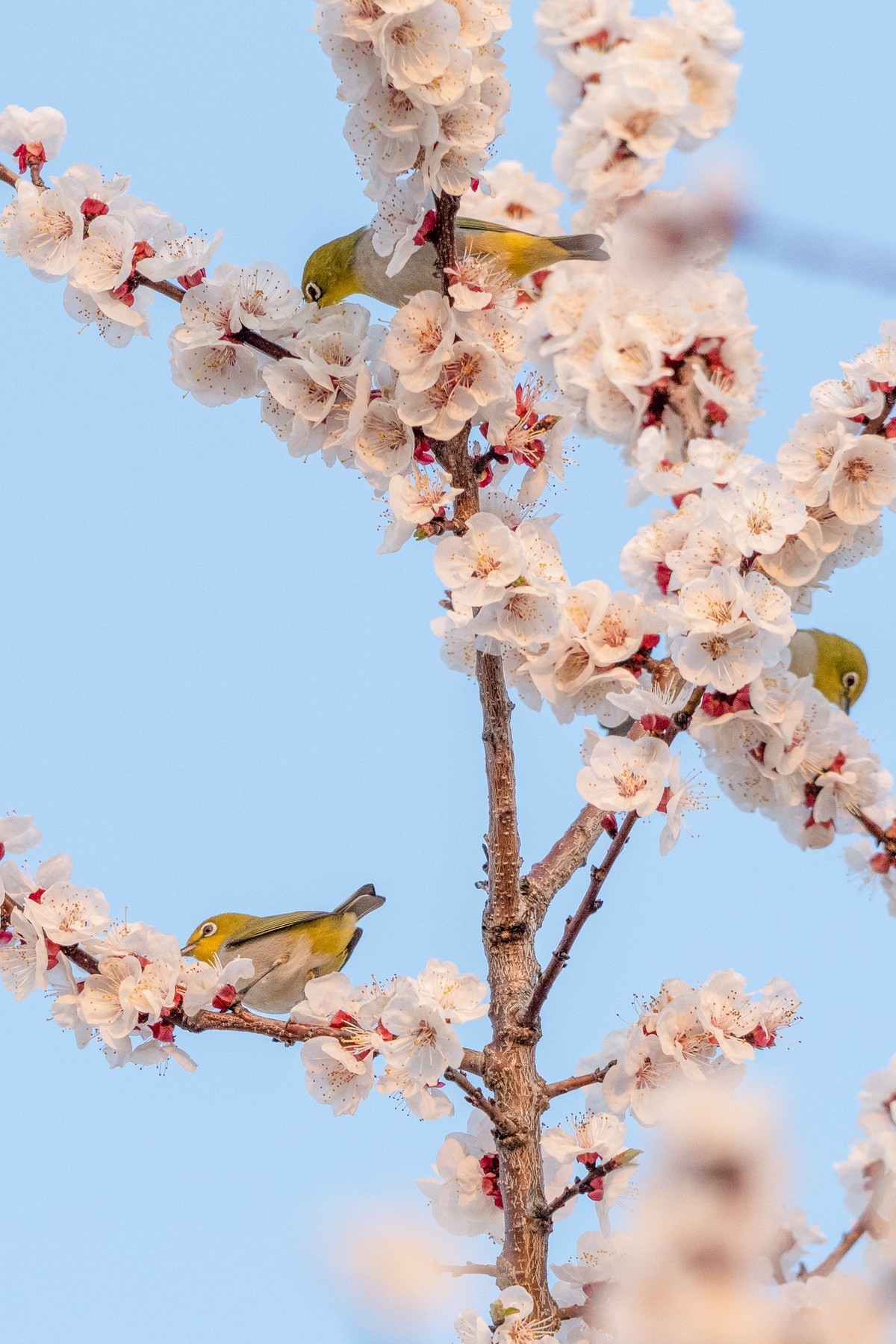 杏花丛中拍绣眼鸟
