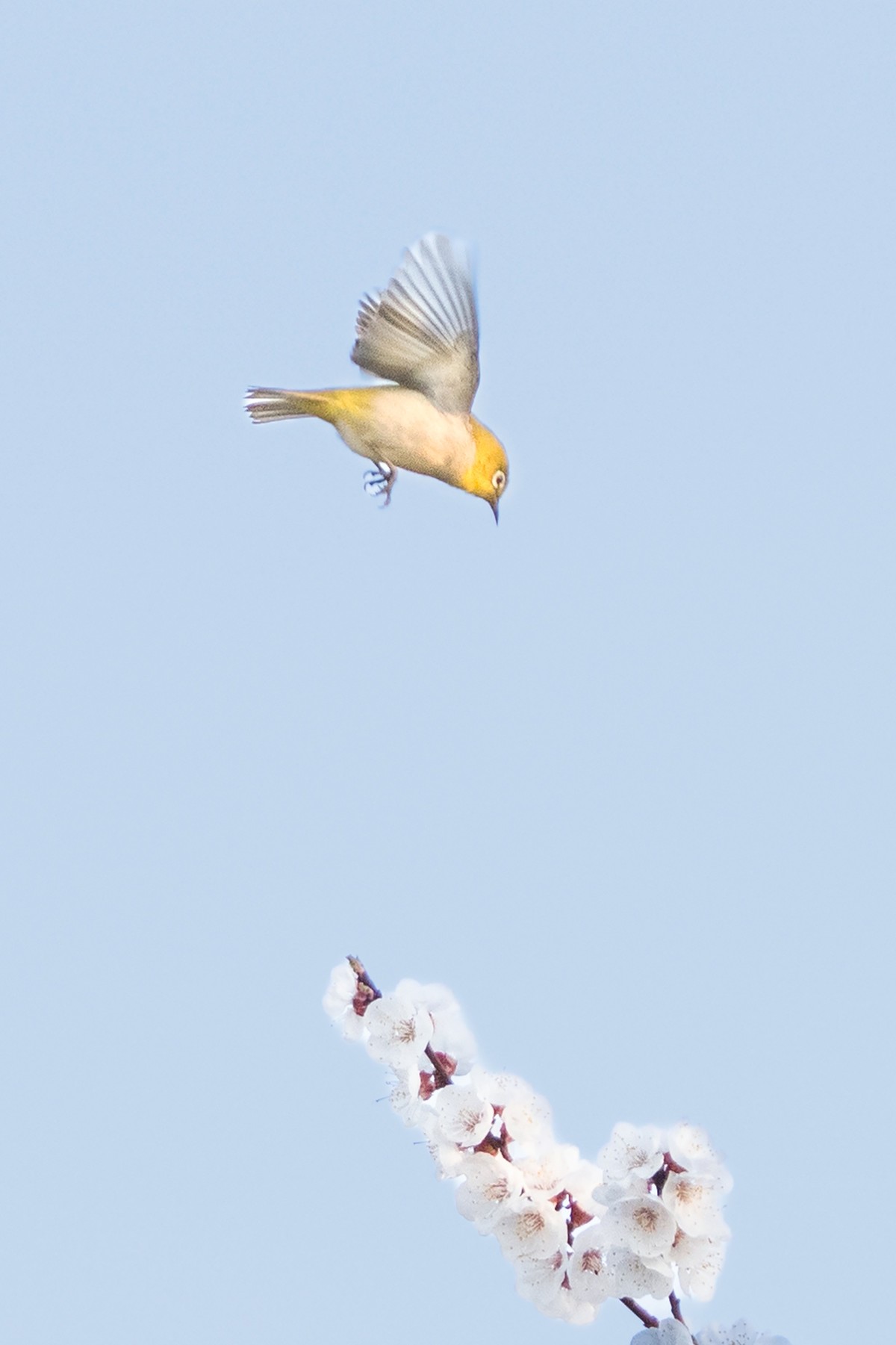 杏花丛中拍绣眼鸟