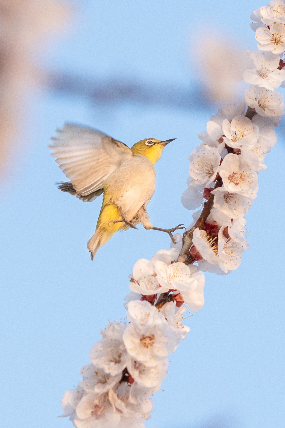 杏花丛中拍绣眼鸟