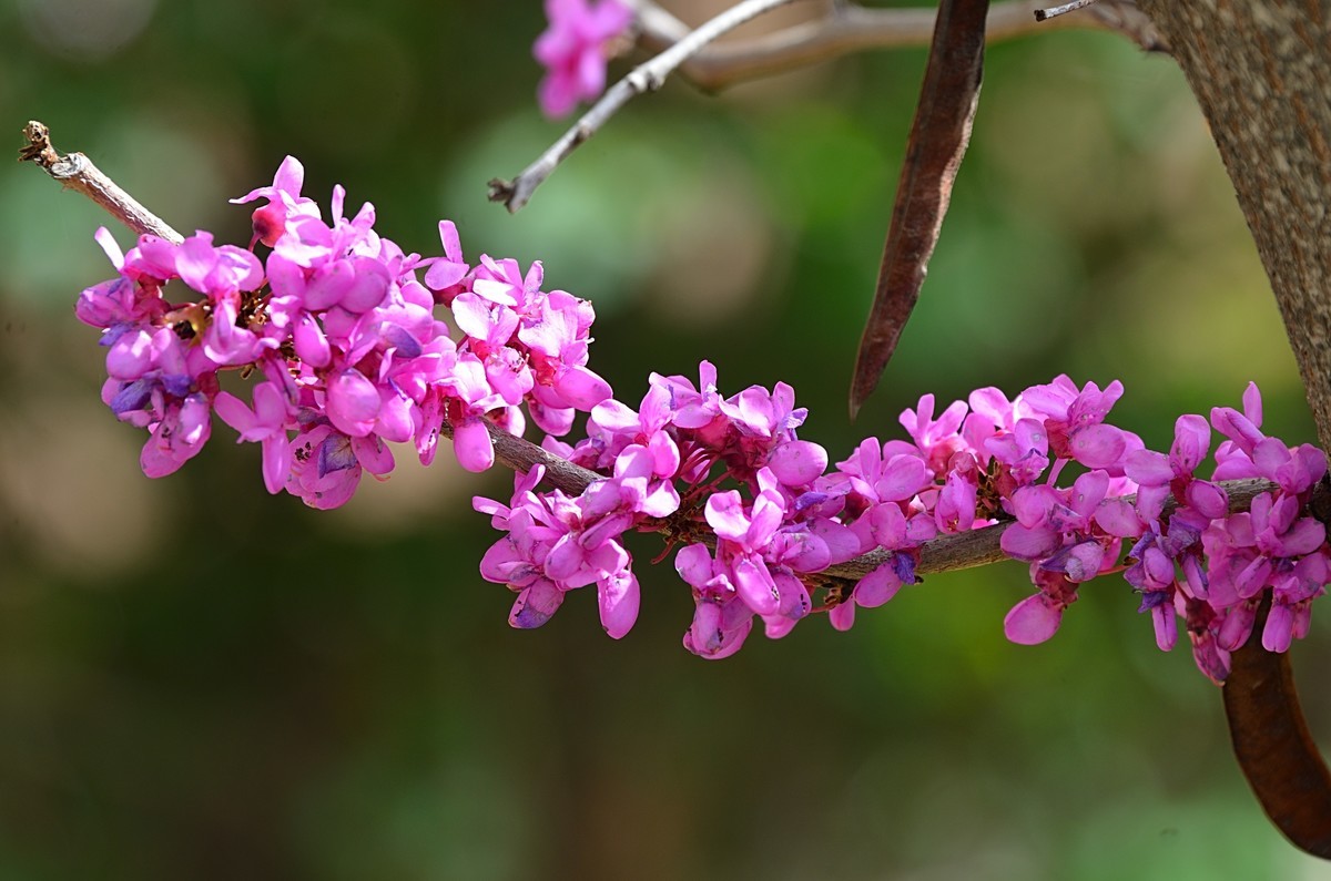 2025紫荆花