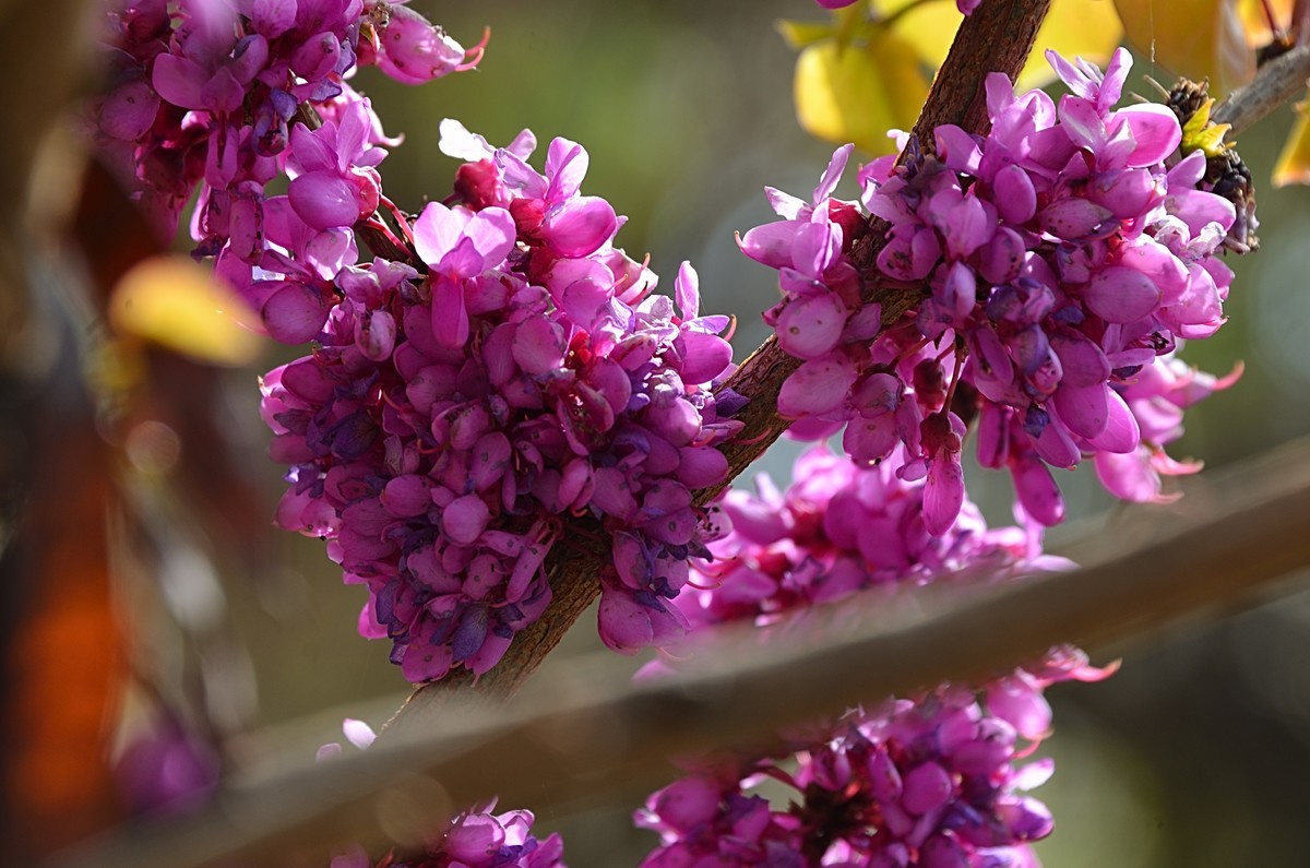 2025紫荆花