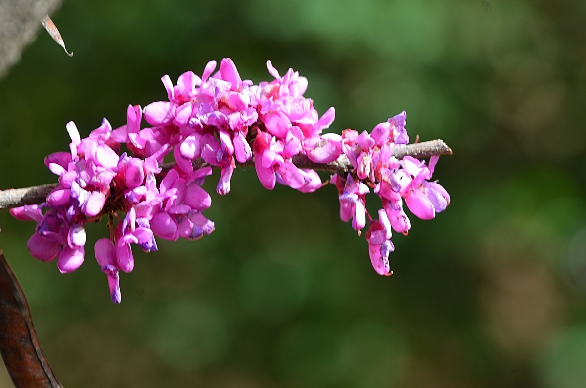 2025紫荆花