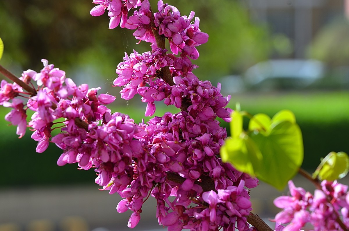 2025紫荆花