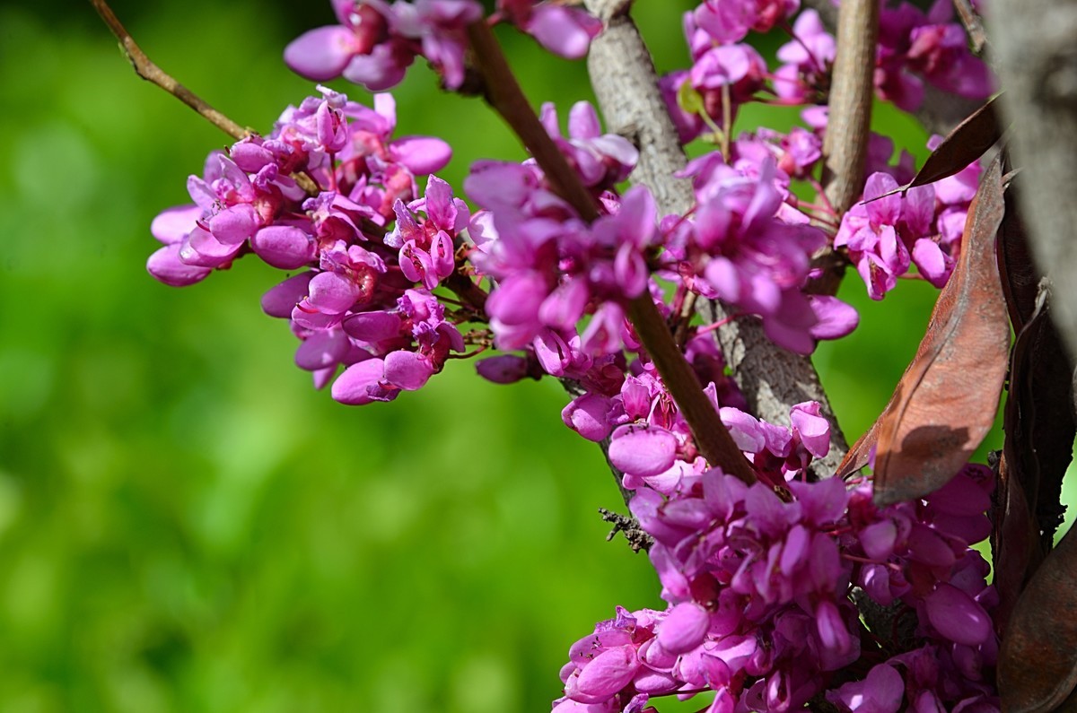 2025紫荆花