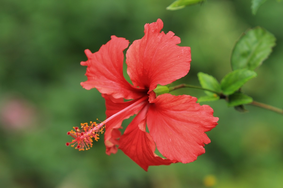 拍摄花卉一（628）