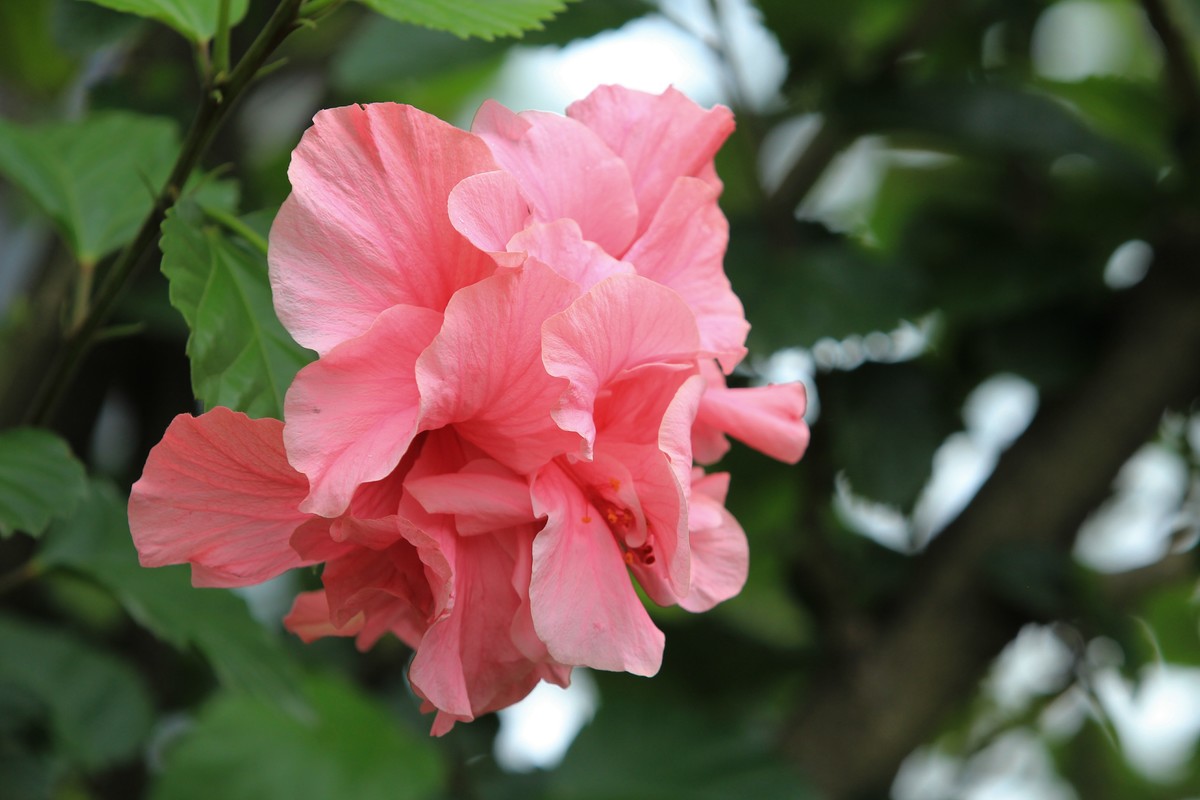 拍摄花卉一（628）