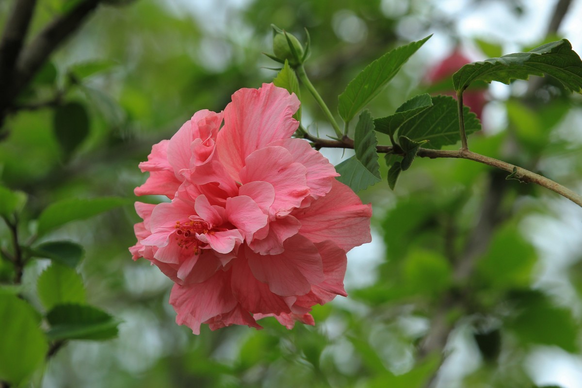 拍摄花卉一（628）