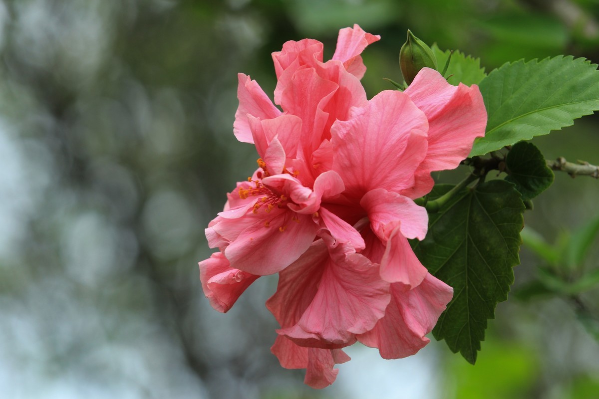 拍摄花卉一（628）