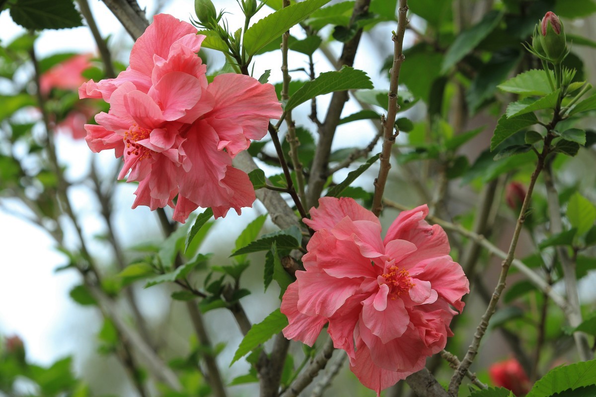 拍摄花卉一（628）