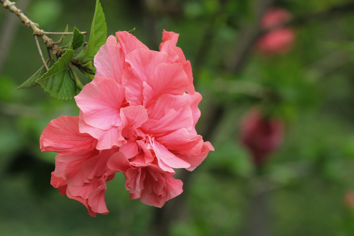 拍摄花卉一（628）