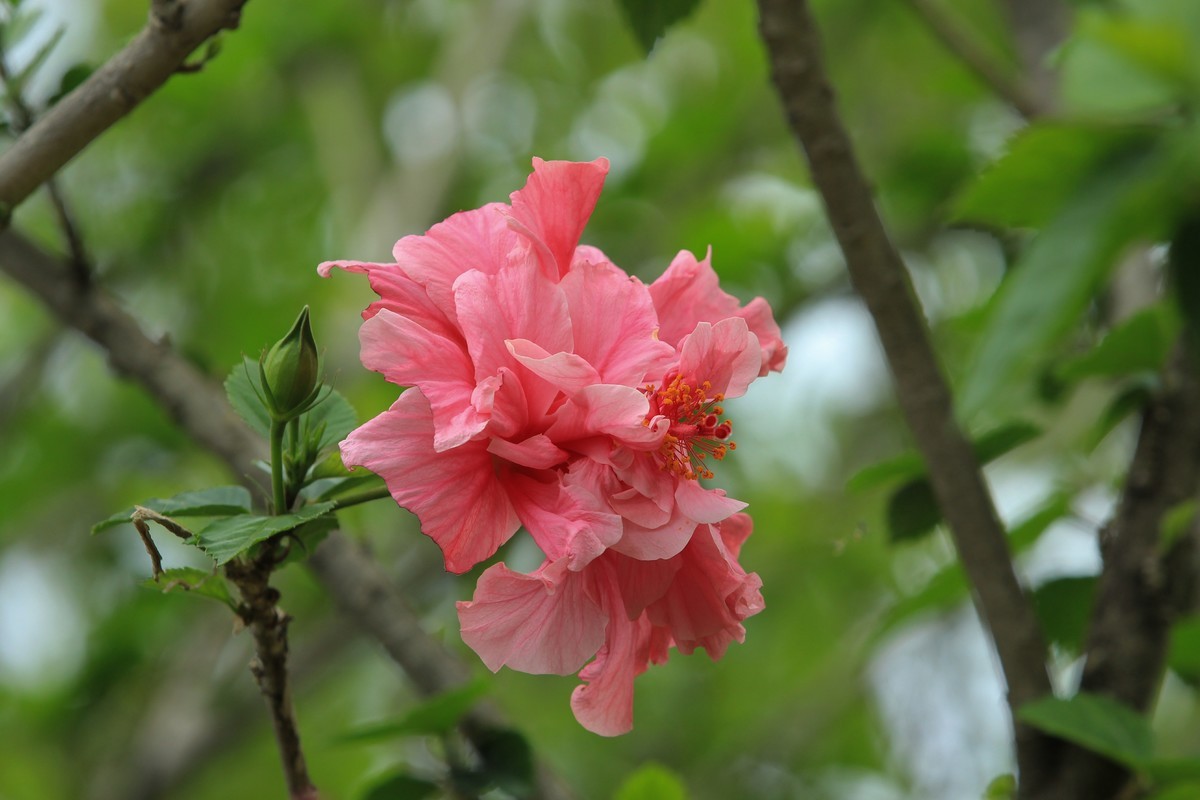 拍摄花卉一（628）