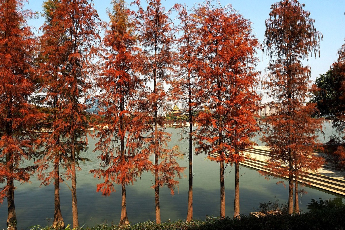 顺峰山公园（完）