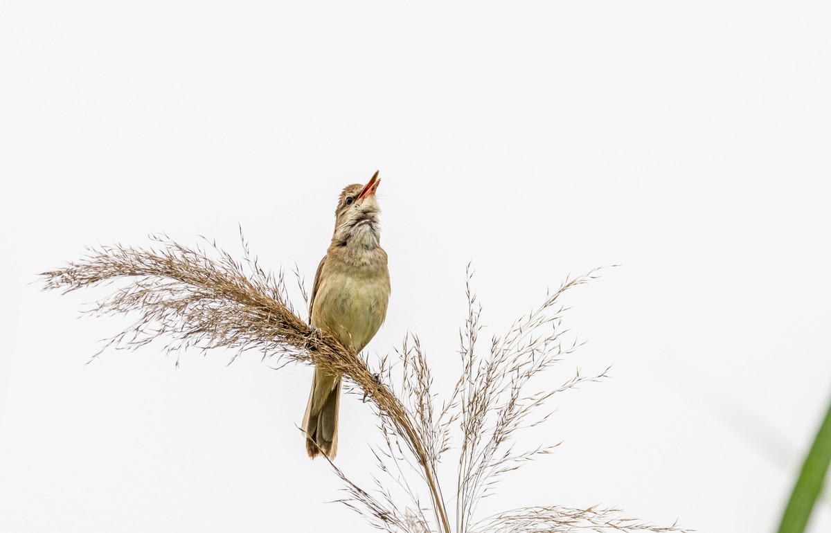 爱唱歌的大苇莺（四）