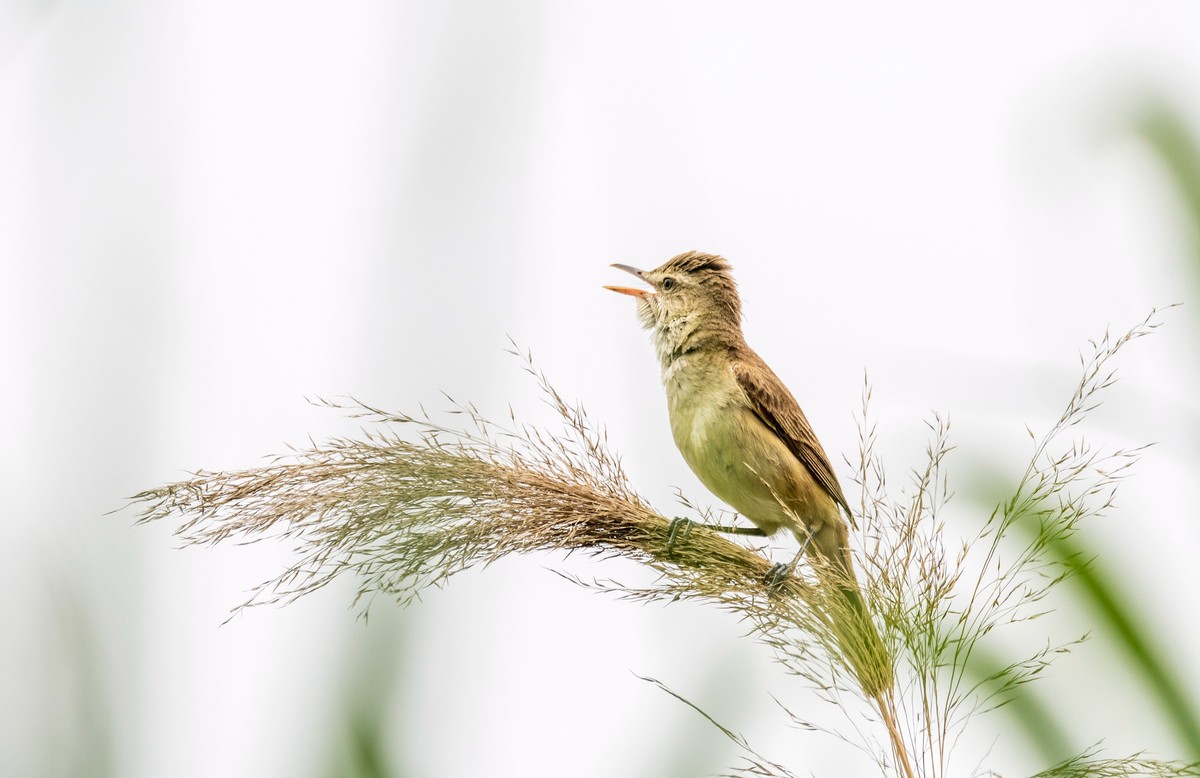 爱唱歌的大苇莺（四）