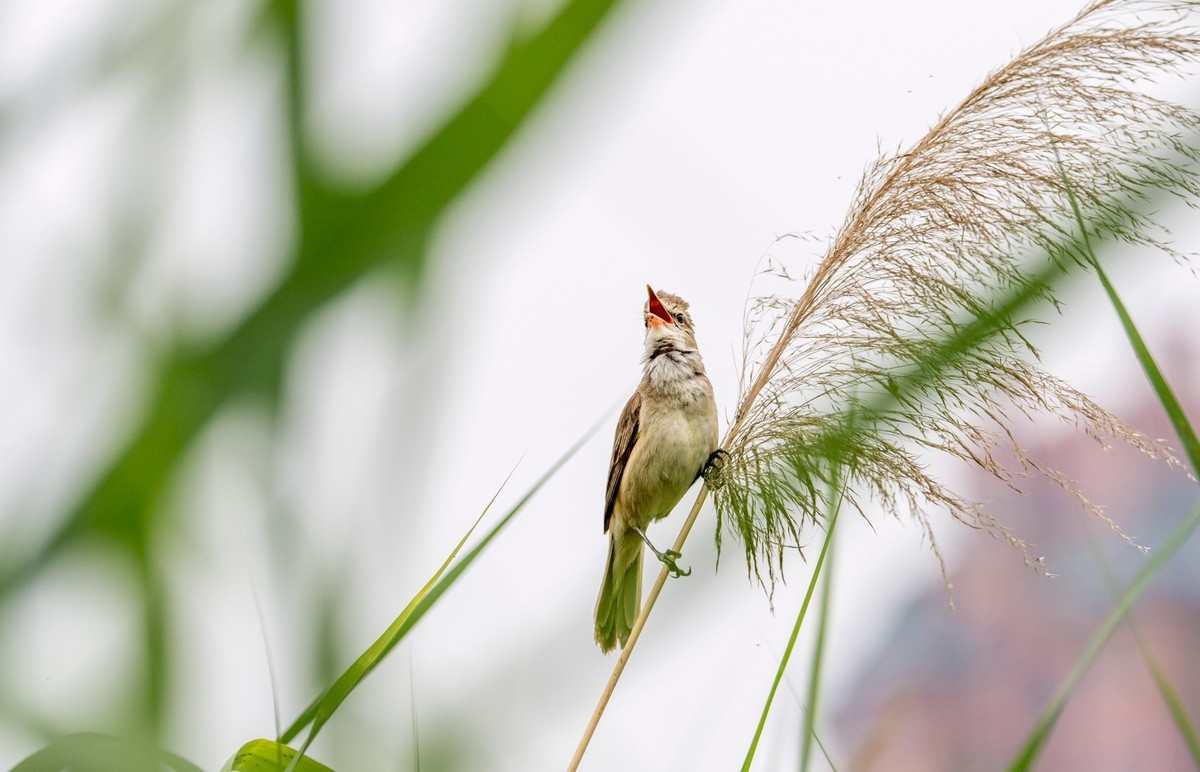 爱唱歌的大苇莺（四）