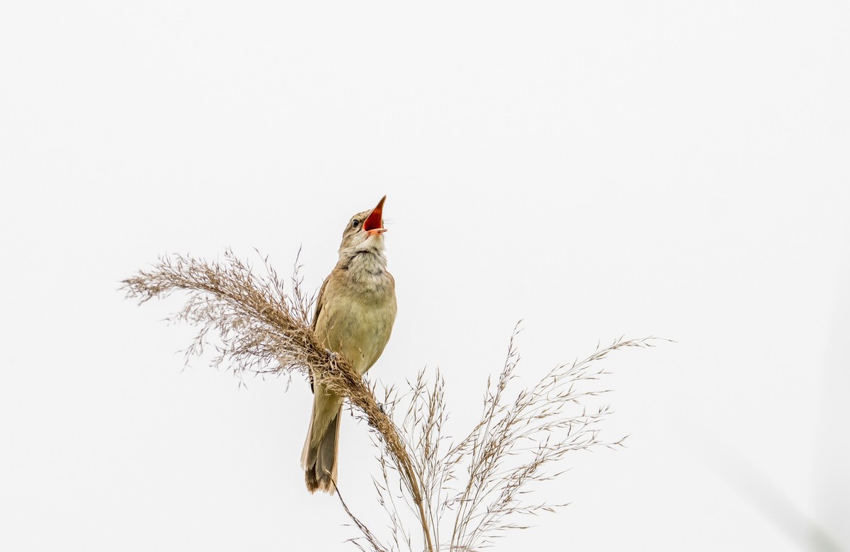 爱唱歌的大苇莺（四）