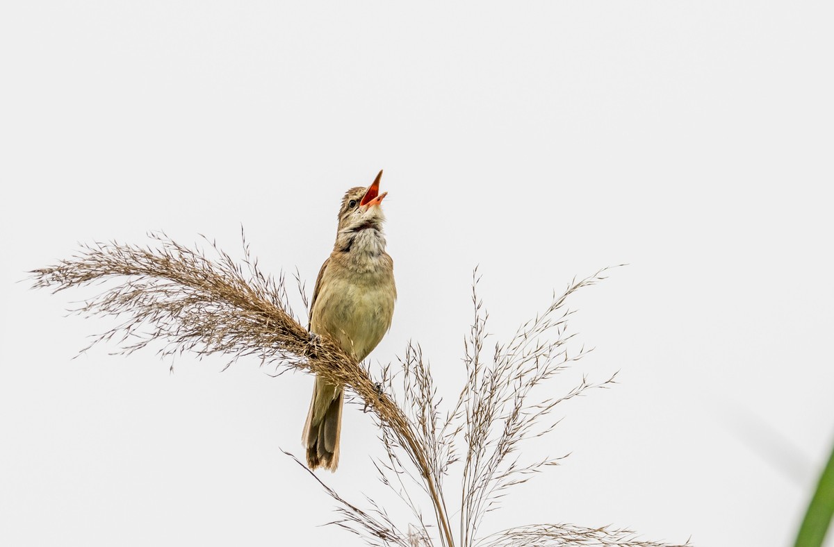 爱唱歌的大苇莺（四）