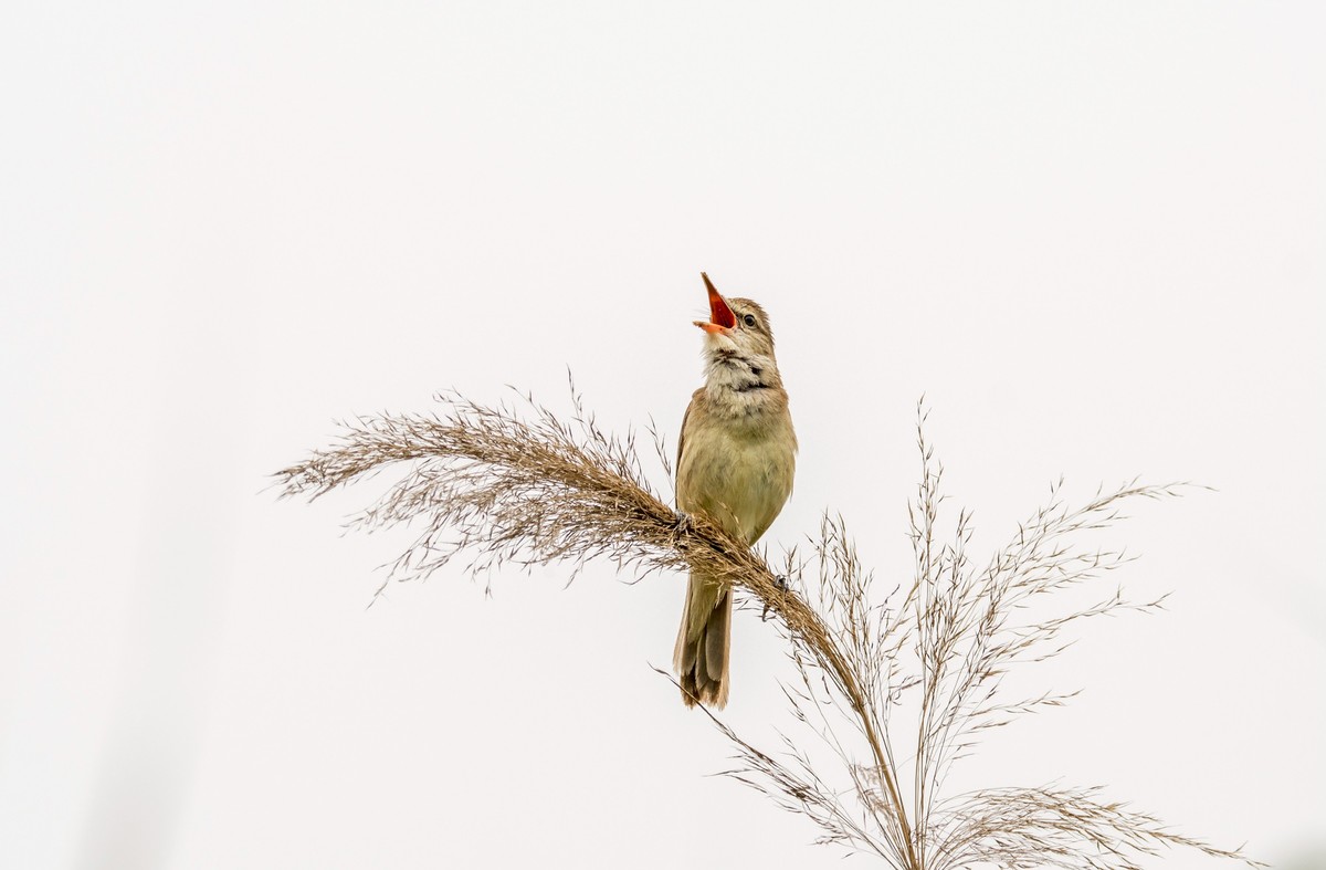 爱唱歌的大苇莺（四）