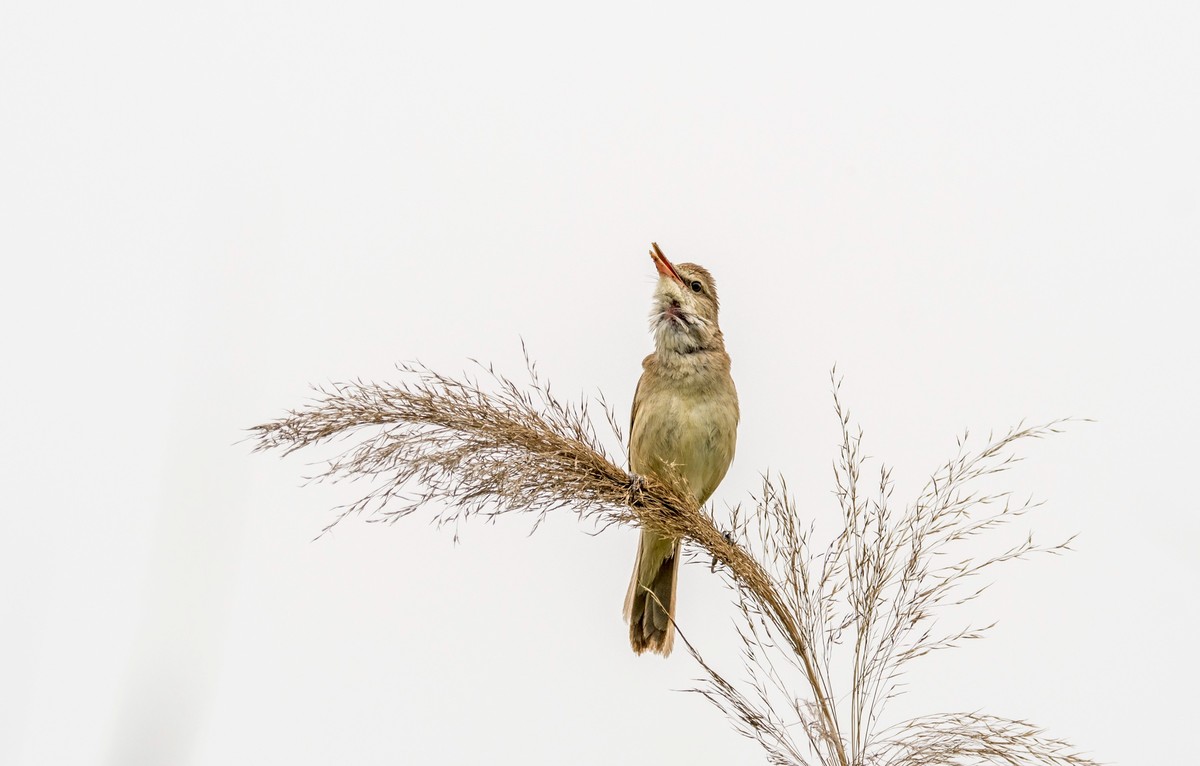 爱唱歌的大苇莺（四）