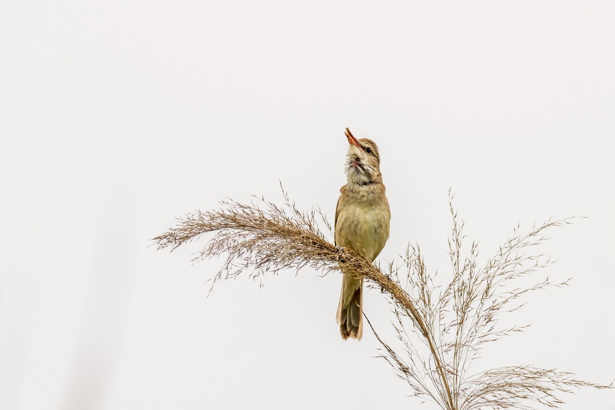 爱唱歌的大苇莺（四）