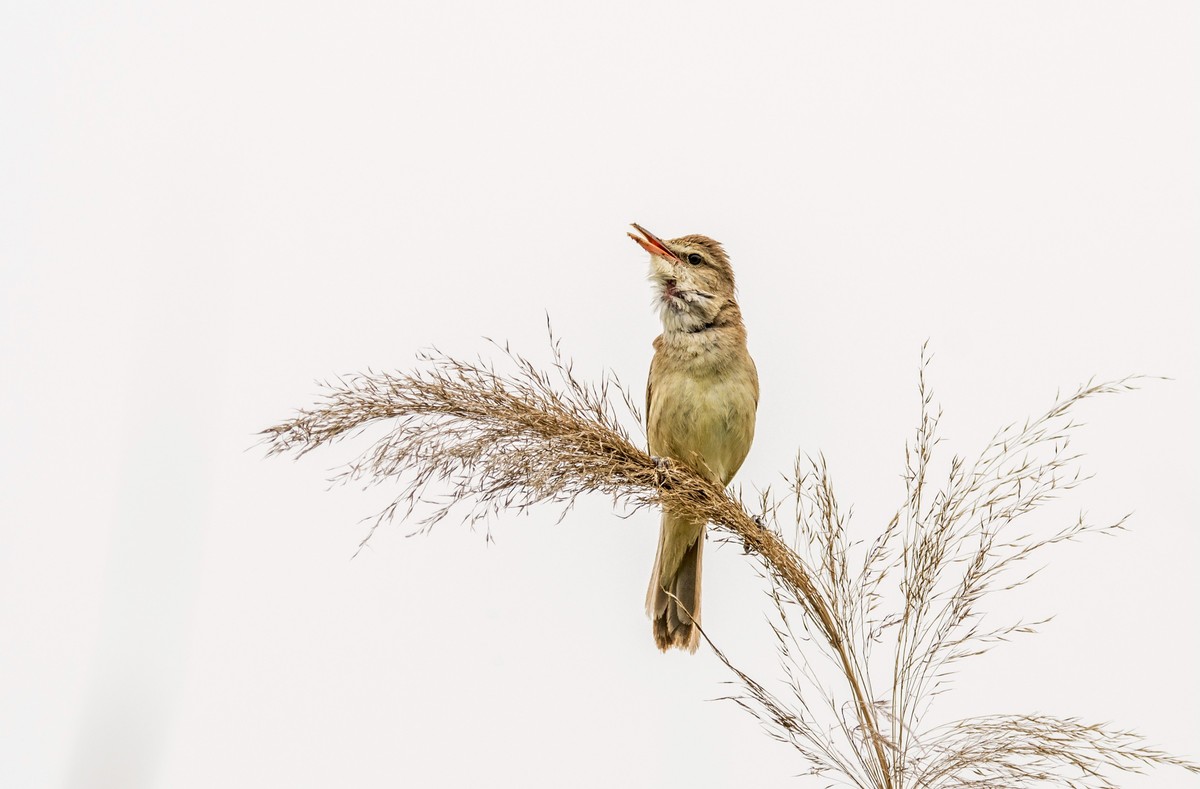 爱唱歌的大苇莺（四）