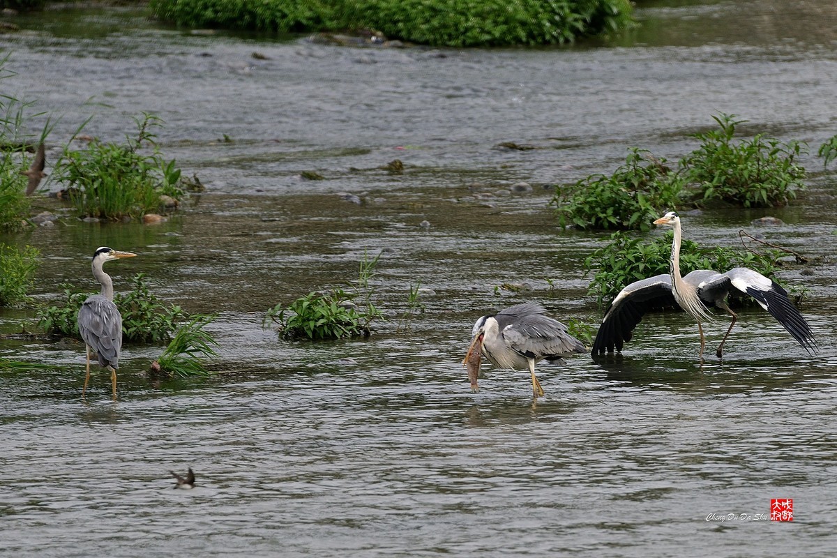 拍鹭纪实【219】
