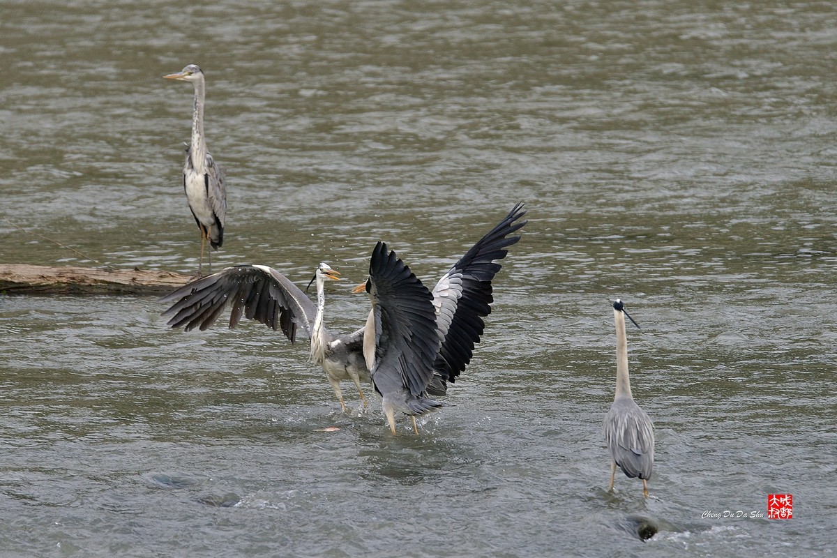 拍鹭纪实【219】