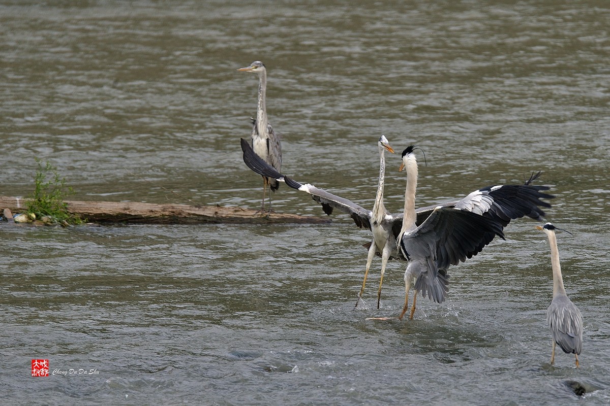 拍鹭纪实【219】
