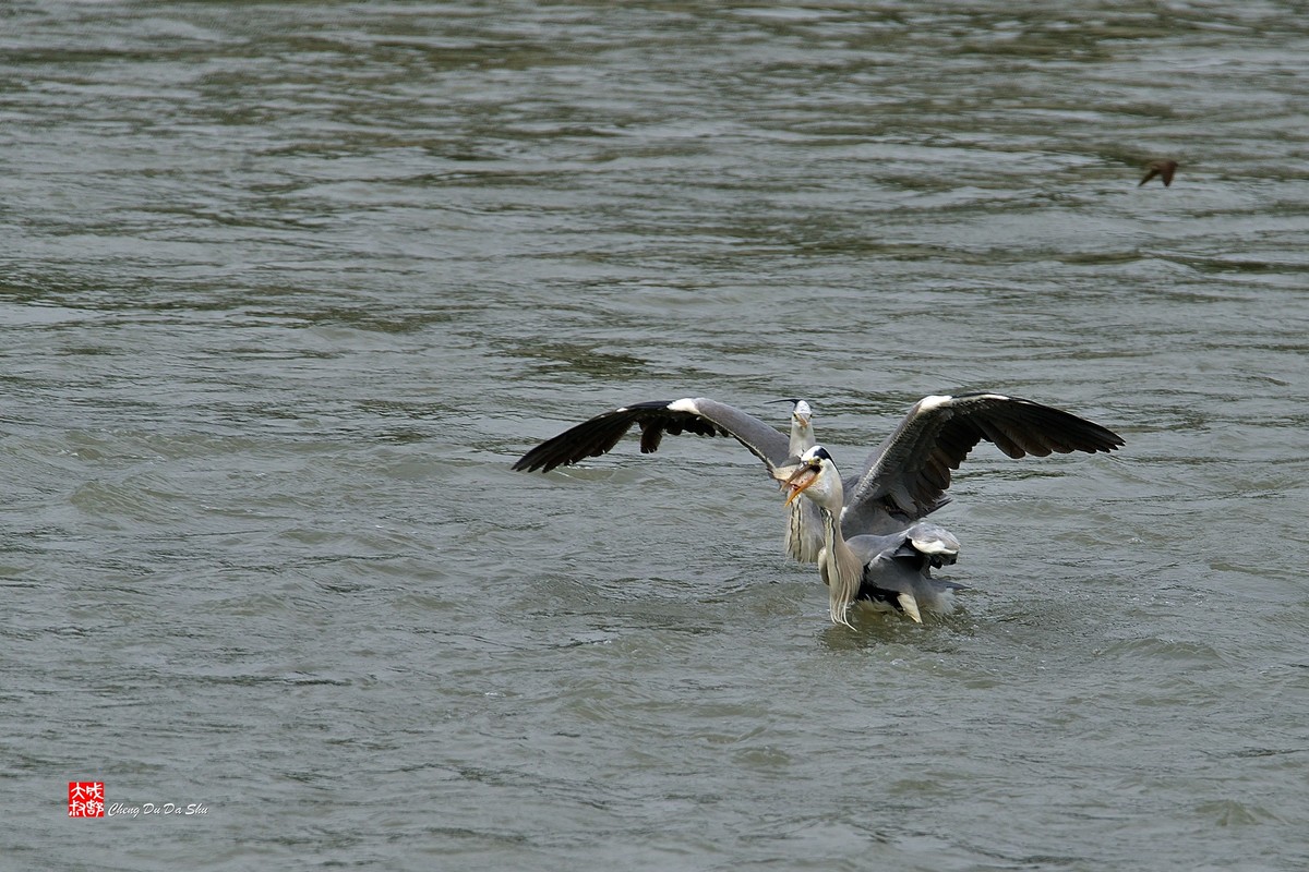 拍鹭纪实【219】