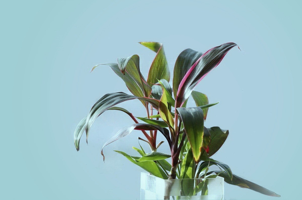 春节快乐 . 鸿运当头