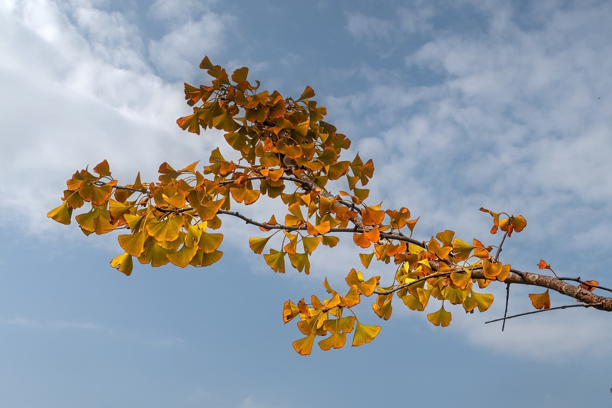 成都·清水河湿地·石阵
