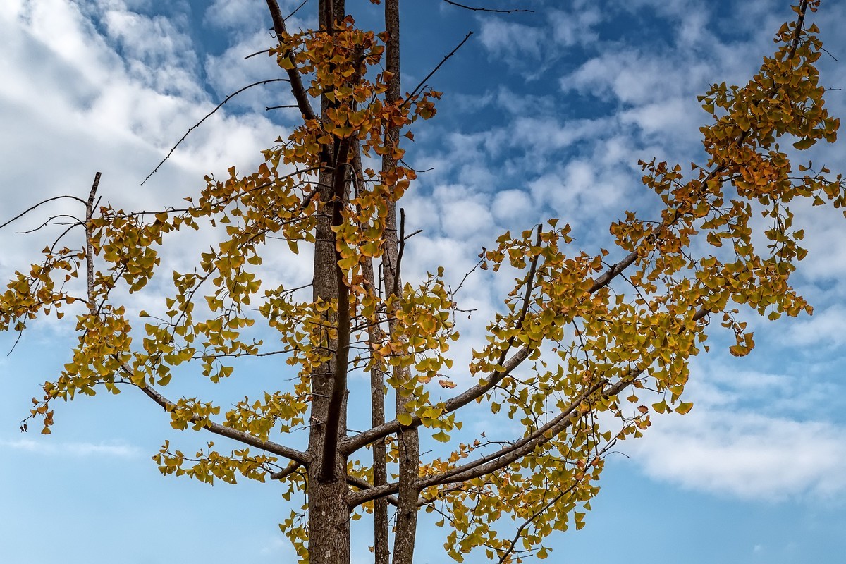 成都·清水河湿地·石阵