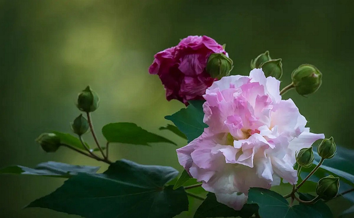 木芙蓉