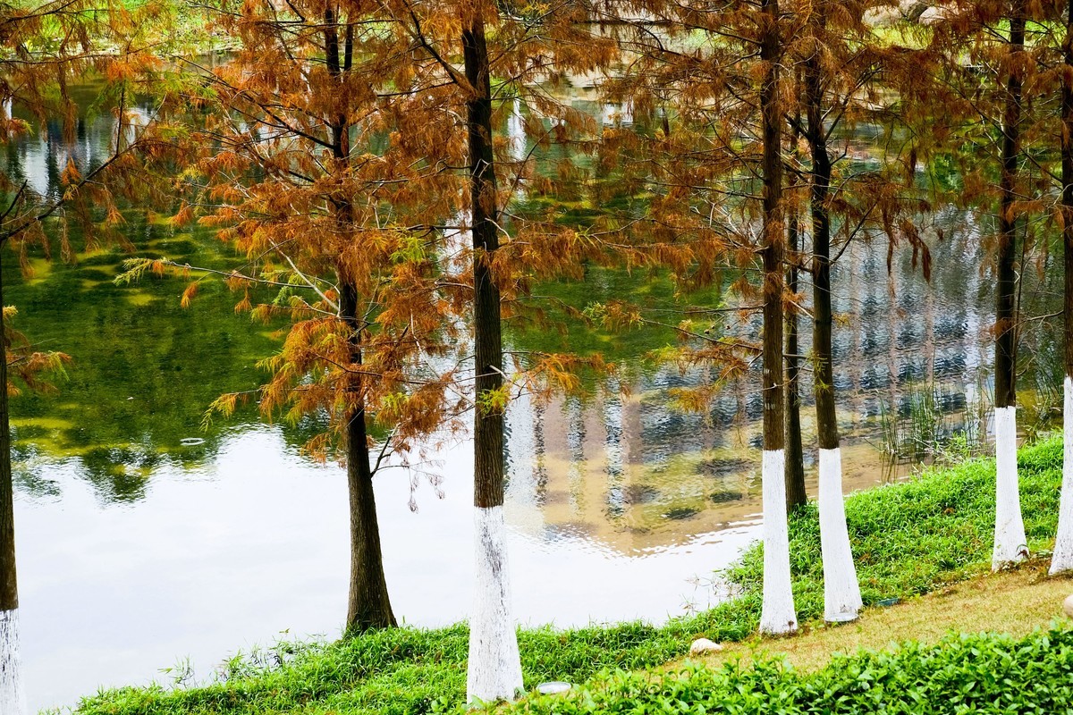 罗岗公园随拍（二）