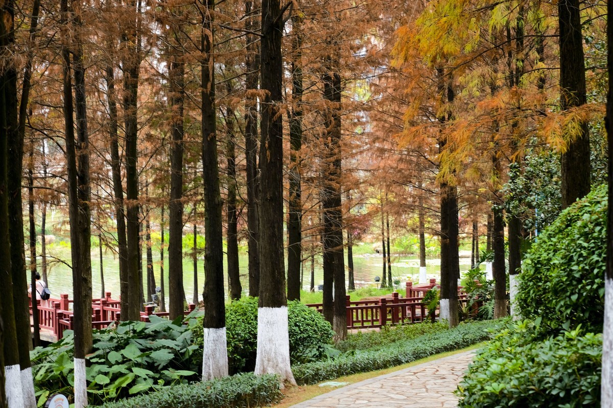 罗岗公园随拍（二）