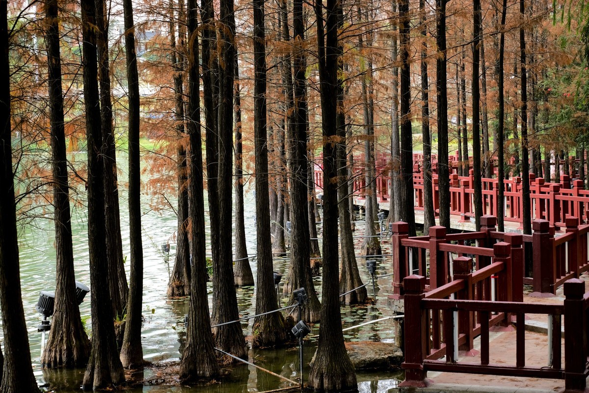 罗岗公园随拍（二）