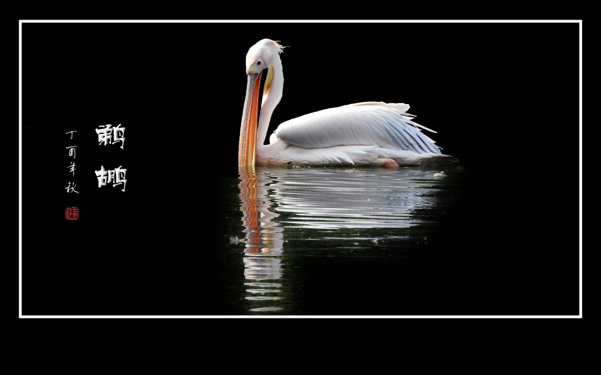 湖面上的大嘴鸟-鹈鹕