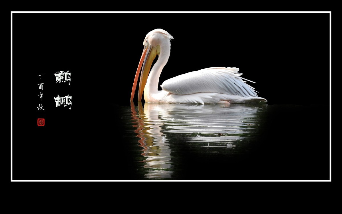 湖面上的大嘴鸟-鹈鹕