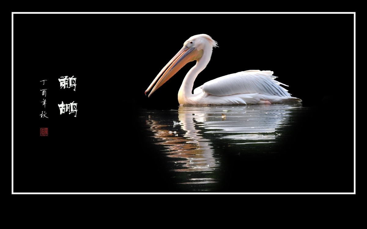 湖面上的大嘴鸟-鹈鹕