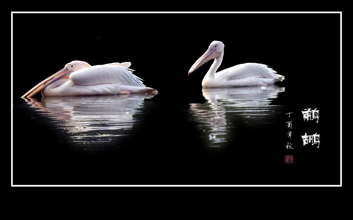 湖面上的大嘴鸟-鹈鹕