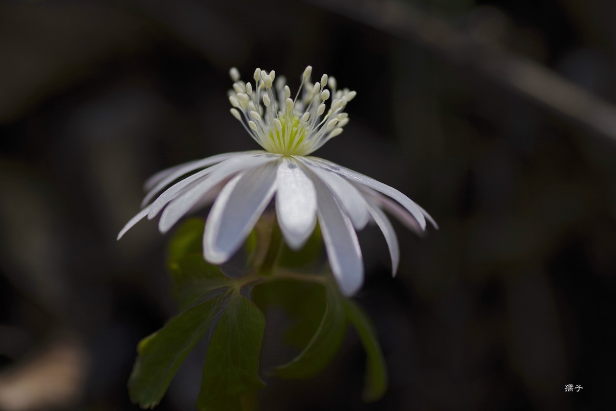 东北山区森林里的多被银莲花(宾得k1+腾龙272E)