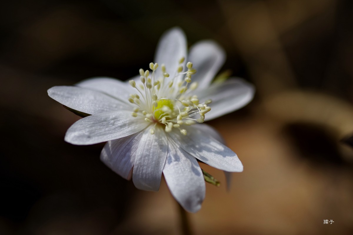 东北山区森林里的多被银莲花(宾得k1+腾龙272E)